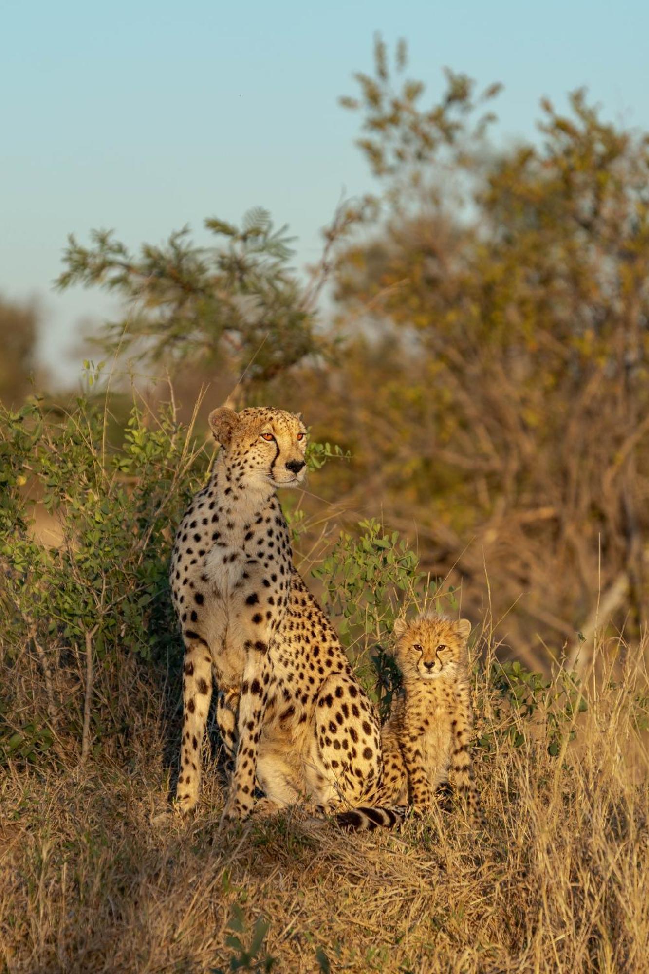 Ndzhaka Tented Camp Резерват Манйелети Екстериор снимка