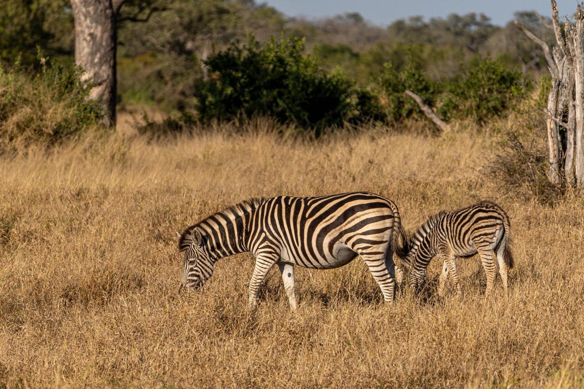 Ndzhaka Tented Camp Резерват Манйелети Екстериор снимка