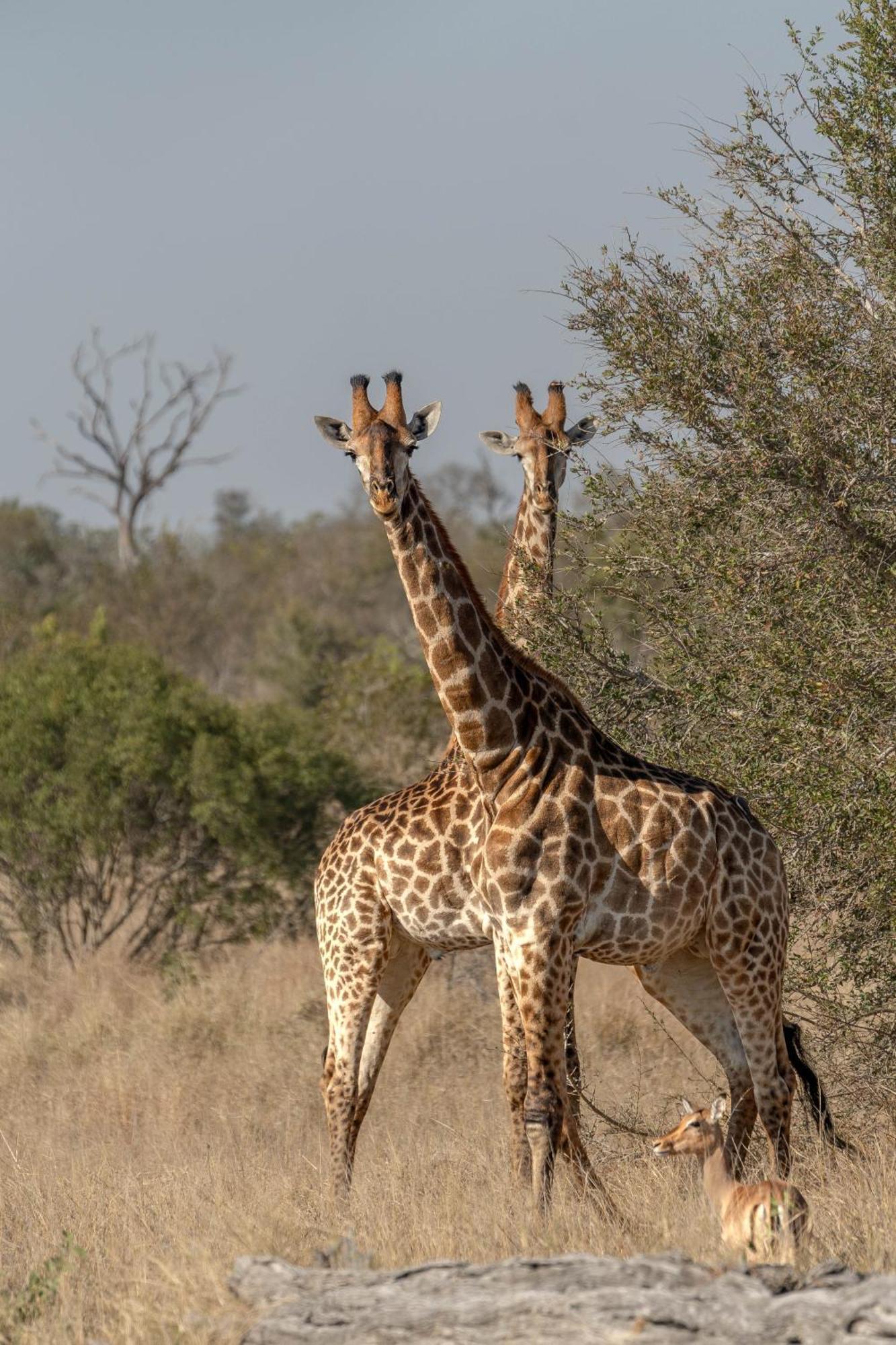 Ndzhaka Tented Camp Резерват Манйелети Екстериор снимка