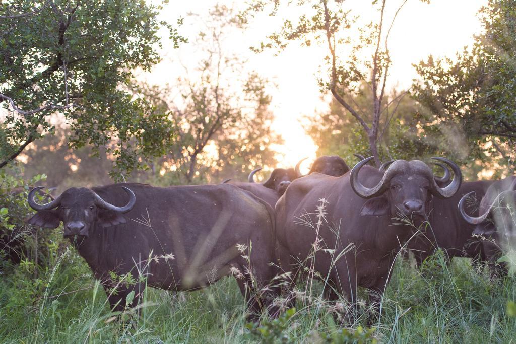 Ndzhaka Tented Camp Резерват Манйелети Екстериор снимка
